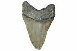 Serrated, Fossil Megalodon Tooth - North Carolina #349320-2